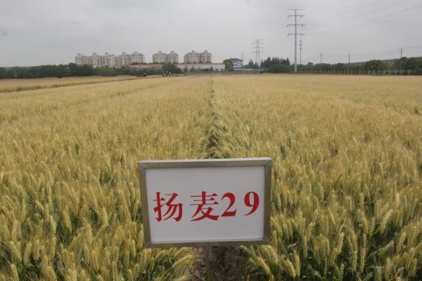 扬麦29.jpg